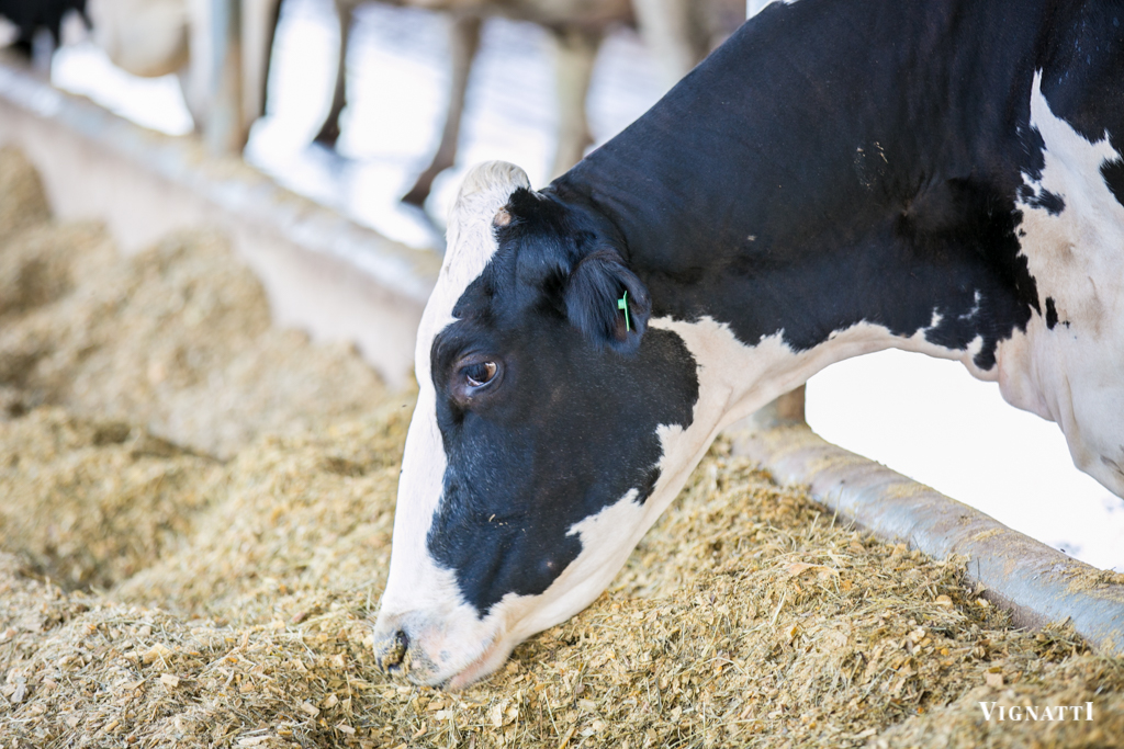 NOVAS NORMATIVAS PARA PRODUÇÃO DE LEITE: equipe técnica se capacita para orientar os cooperados