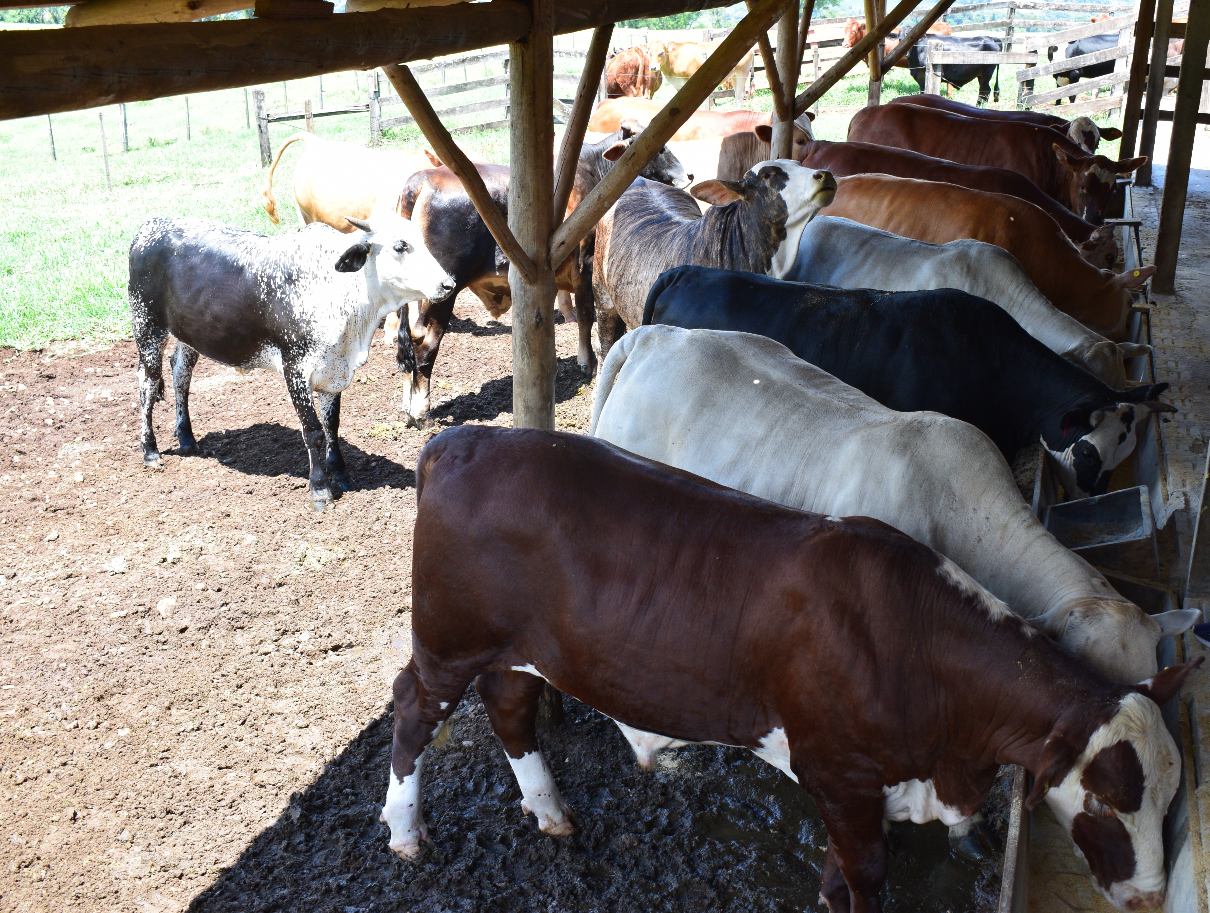 BOVINOCULTURA DE CORTE: Atividade cresce na Cooper A1 