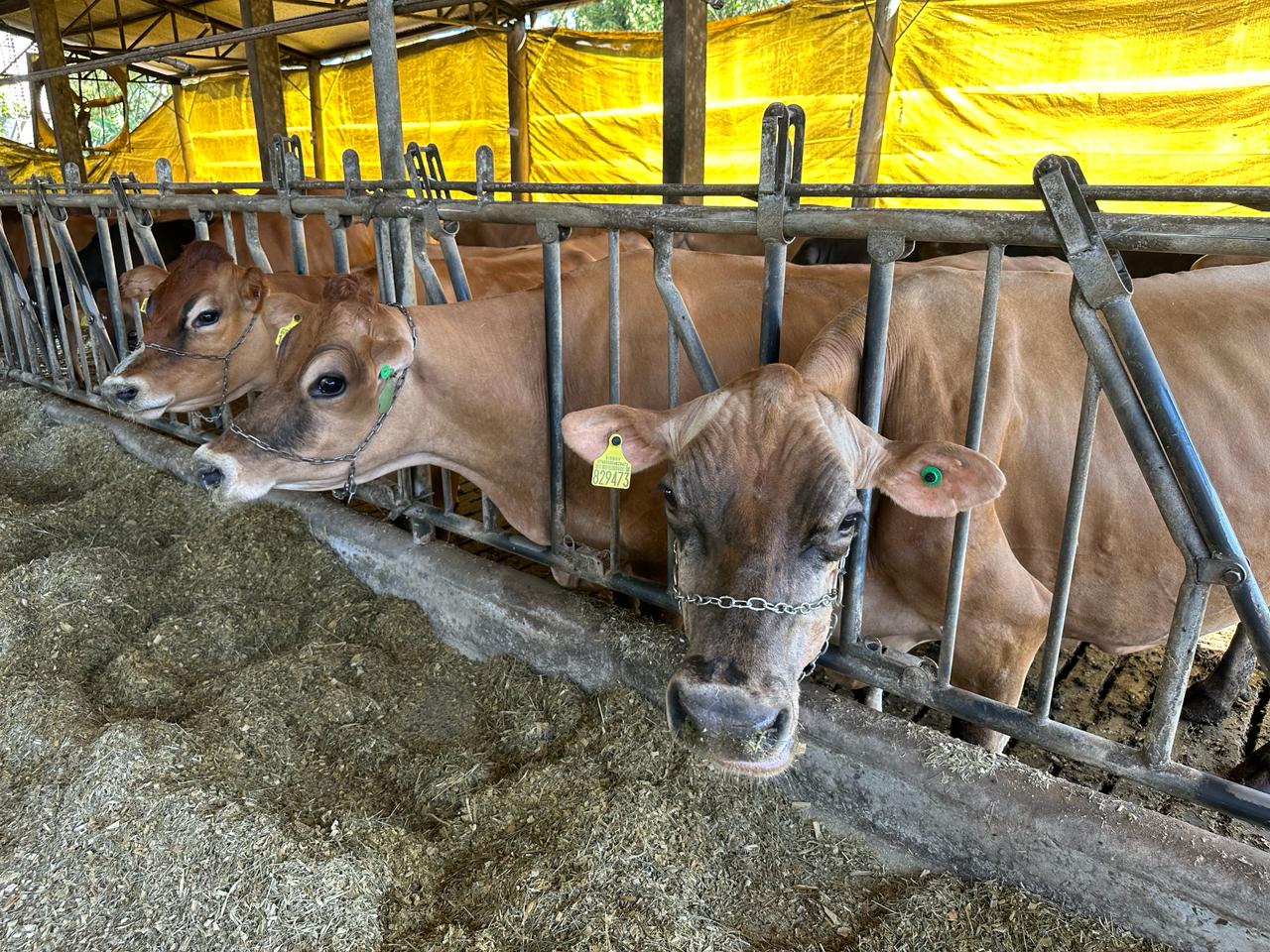 NUTRIÇÃO COOPER A1:  Cooperados são campeões na produção de leite 