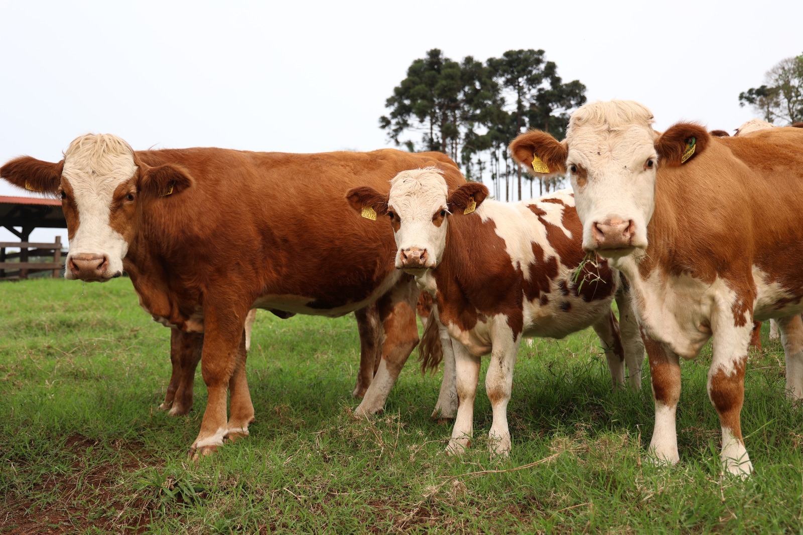 BOVINOCULTURA DE CORTE: Atividade que se mostra rentável